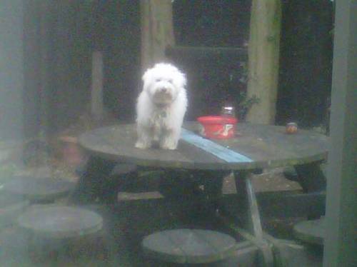 sm0kingandt0king:  thebestoftumbling:  foreveralone-lyguy:  I sent my dog outside for standing on the dining room table. This was his response.   REBELLION   I FUCKING LAUGHED OUT LOUD 