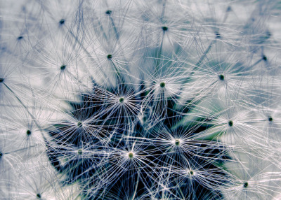 Dandelion by @Doug88888 on Flickr.