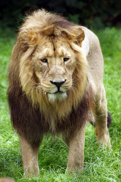 bl-ackleopard:  big-cat-nation:  DSC02663-1 by Alan Kellie on Flickr.    ☯ NATURE/WILDLIFE