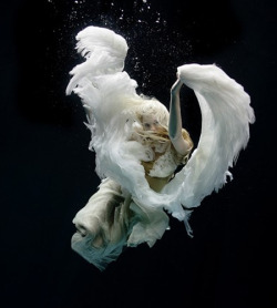 Showslow:  Underwater Photobraphy By Zena Holloway, Swan Song. Watch The Video On