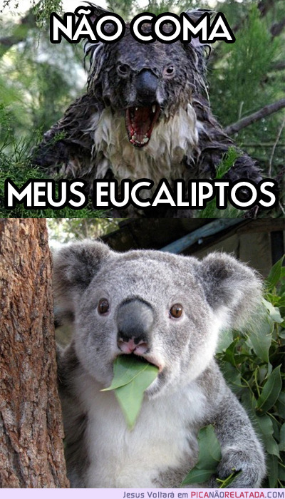 im-toospicy:  Eu nao pensei que um coala pode ser tao agressivo, kkkk