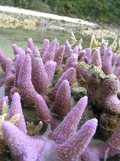 Low tide on Whitsunday Islands, Queensland, Australia (by pierre pouliquin). This one is for Jade :)