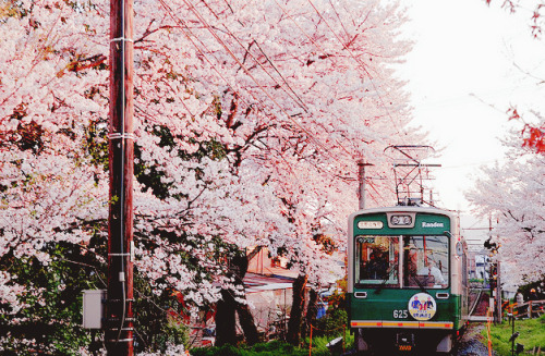 sekai-ichi:  credit 
