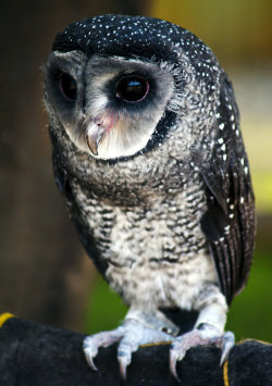 importantbirds:  libutron:  A Lesser Sooty Owl, Tyto multipunctata (Tytonidae). This species lives in the wet tropics region of Australia. Photo source  Helo I am Large Foot Birb I here to sing song of Morrissey Cure for your table?  Did or der the sad
