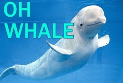 sweet-kiska:  Lmao belugas are just so cute, they always look so friendly.