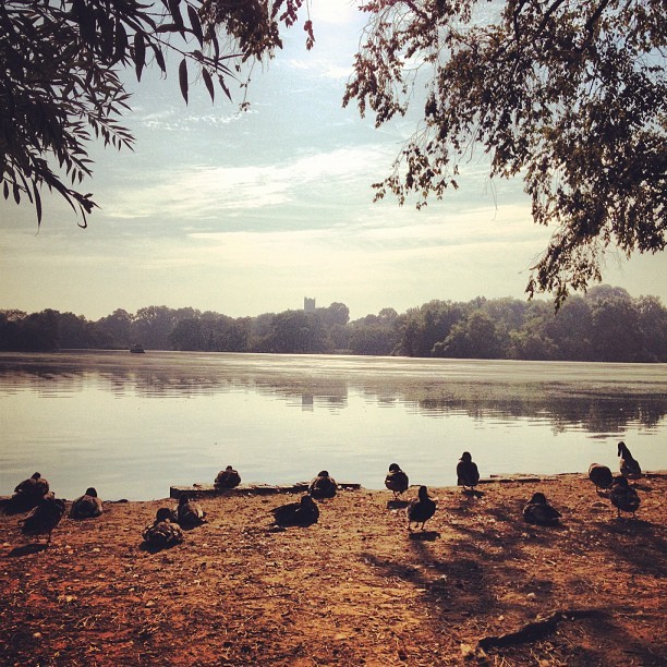 These guys were quacking me up. #prospectpark #brooklyn #nyc #summer #morning #pun! (Taken with Instagram at Prospect Park Lake)