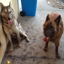 Playtime got a little muddy. #boston #malamute #husky #german #shepherd #cute #dogs #puppys  (Taken with Instagram)