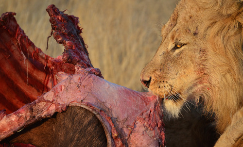 skylarlester-blog: Lion Eating Cape Buffalo  South Africa 2012