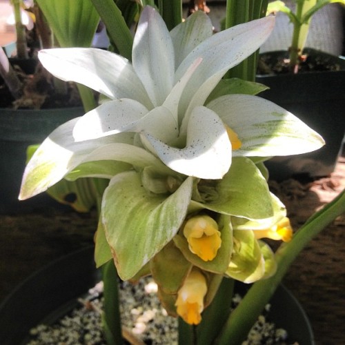 Tumeric (Taken with Instagram at City Farmers Nursery)