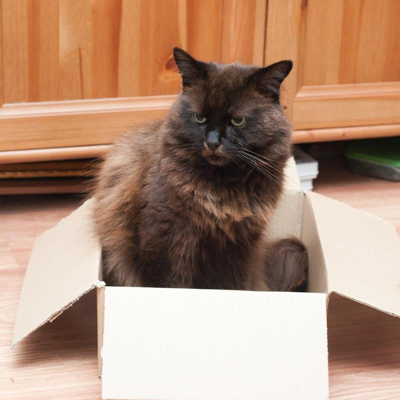 “Boxes are supposed to be fun? I’m not convinced.”
Photo by ©Oscar The Grumpy Cat