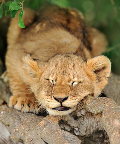 bl-ackleopard:  w-ildbutterfly:  a-m-a-z-o-n:  Sleeping Beauty by Andy Rouse  ❀ ✿ Lose yourself in t