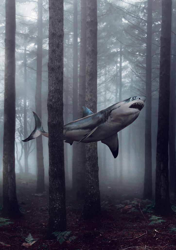 beyondthemonolith:  imagine if sharks could fly