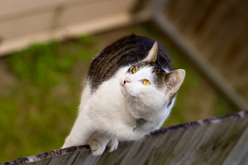 Yellow-eyed Fencecat by voidboi on Flickr.