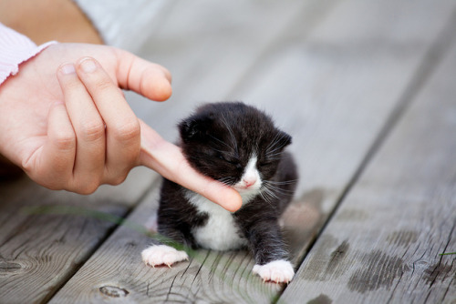 Kitten! by Jostein Nilsen on Flickr.Let me love you~