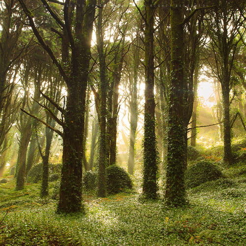 morgondagg:  “Magical Forest&ldquo; by Hugo Augusto