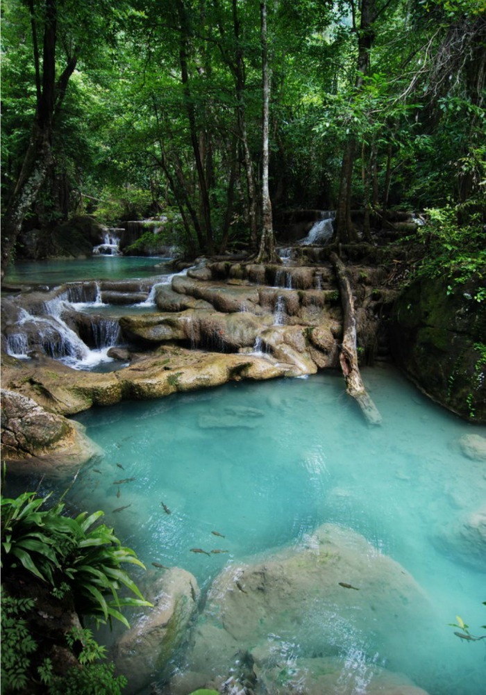 theadventurechild:  Jungle/tropical blog
