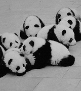 betheyoung:  Pandas make the world go round.