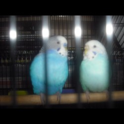 my birds @rachelskye98 #birds #feather #blueberry