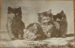 vintage cat faces