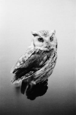 furples:  Owl