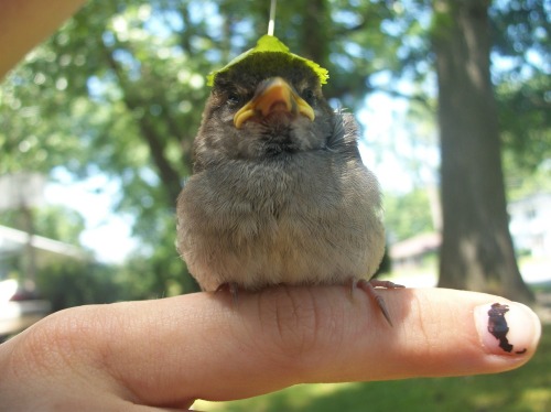 princessgarynuman:ghostgirlhunter:coelasquid:Pidgey used roarITS WEARING A FUCKING CLOVER HATNO ITS SO TINY AND CUTE STO