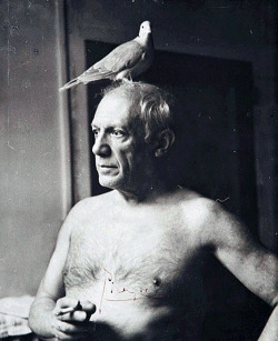 alecshao:  Portraits of Picasso Over the Years 