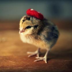 taktophoto:  Chicks in Hats by Julie Persons  wth?