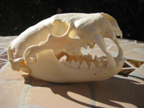 ratrinadragon:  Taxidea taxus American Badger I like the teeth on the badger. They’re pretty i