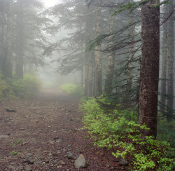 woodendreams:  (by Zeb Andrews) 