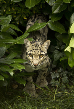 tigersandcompany:  Clouded leopard (by Theresa