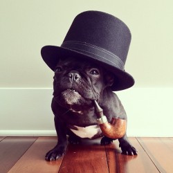 veryaroused:  thefluffingtonpost:  Meet Trotter, the Most Fashionable Pup on Instagram Mobile photo network Instagram is known for fashion photos and pet pics, but the best of both worlds are married by Trotter, a San Francisco Frenchie who knows how