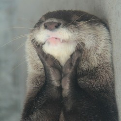 dailyotter:  Delighted Otter Is Delighted