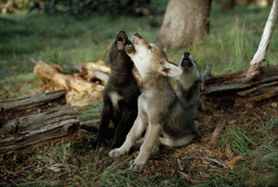 juxtapositionofparadox:  Baby wolves