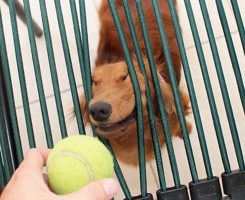izkyoot:  MUST. GET. BALL.  画 