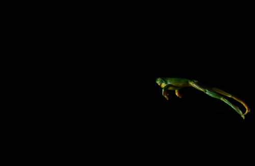 earth-song:  The flying frog (Rhacophorus nigropalmatus) populates the regions of Southeast Asia, especially Thailand, Malaysia, Indonesia, Sumatra, Borneo Island and is part of the 50 species of Rhacophorus frogs. Some species prefer dense forests and
