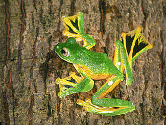 earth-song:  The flying frog (Rhacophorus nigropalmatus) populates the regions of Southeast Asia, especially Thailand, Malaysia, Indonesia, Sumatra, Borneo Island and is part of the 50 species of Rhacophorus frogs. Some species prefer dense forests and