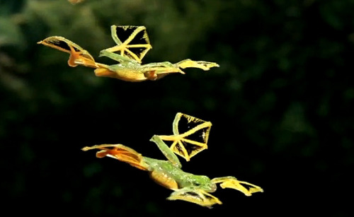 earth-song:  The flying frog (Rhacophorus nigropalmatus) populates the regions of Southeast Asia, especially Thailand, Malaysia, Indonesia, Sumatra, Borneo Island and is part of the 50 species of Rhacophorus frogs. Some species prefer dense forests and