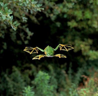 earth-song:  The flying frog (Rhacophorus nigropalmatus) populates the regions of Southeast Asia, especially Thailand, Malaysia, Indonesia, Sumatra, Borneo Island and is part of the 50 species of Rhacophorus frogs. Some species prefer dense forests and