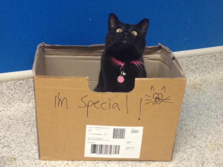 Every cat is special!
Photo via Cat a Day