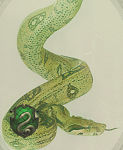 hellodraco-blog:Hogwarts houses: Gryffindor, Slytherin, Hufflepuff & Ravenclaw