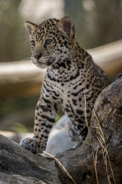 bl-ackleopard:  eye-of-the-cat:  Jaguar Cub