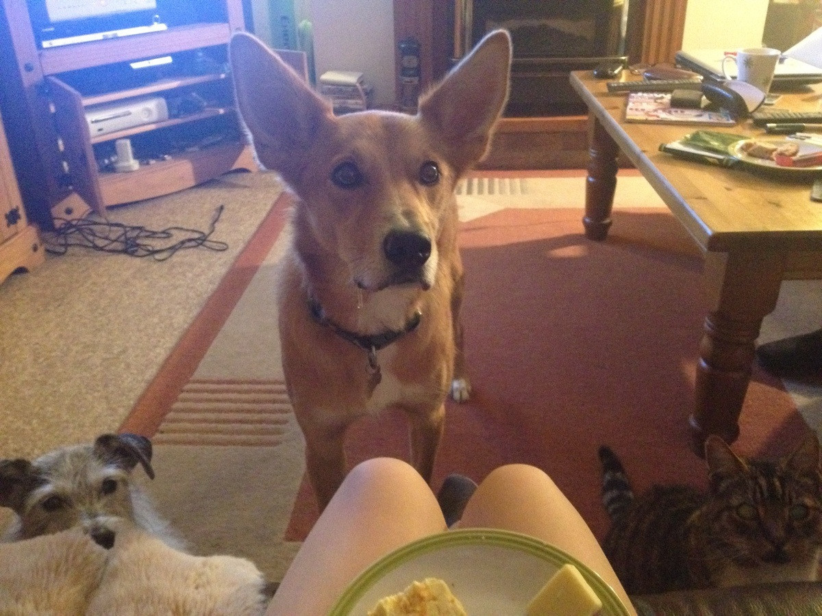 “Oh, don’t mind us. Please keep eating your cheese and crackers…”
Photo via Imgur