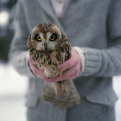 theanimalblog:  owl (by Anastasia Glebova)