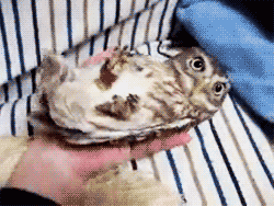 fat-birds:  Rocking Owl. 