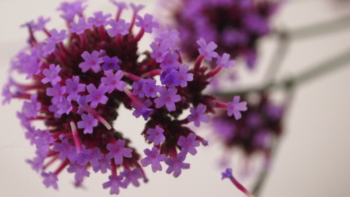 Tiny purple flowers.