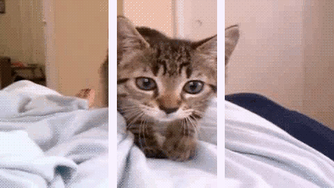 hi