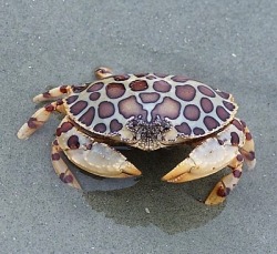 earthlynation: calico box crab source 
