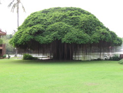 wave-wanderer:  s-ucculents:  milktree:  oh my god……..  It’s da real life avatar tree 🌴casually the coolest tree ever 