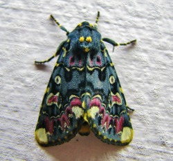  Lily Moth / Polytela Gloriosae  I want a