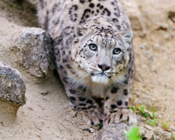 a-m-a-z-o-n:  looking up to me by Tambako the Jaguar on flickr 